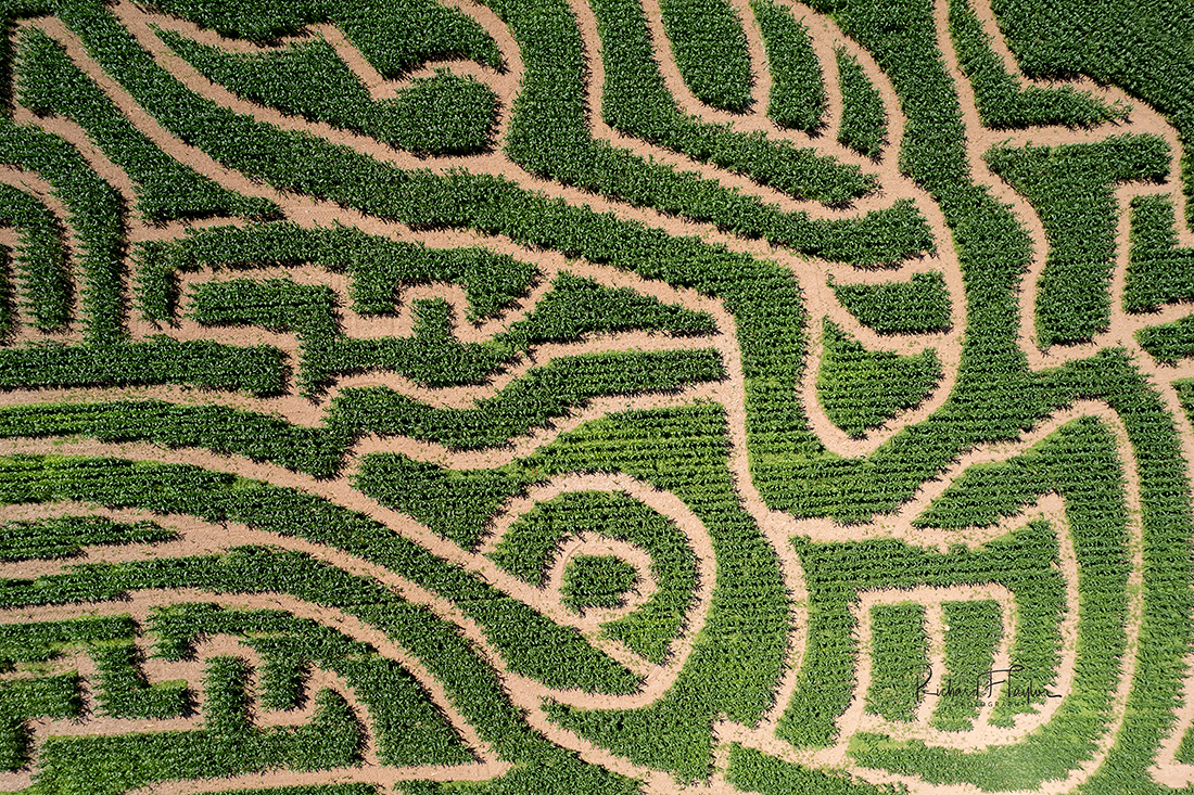 Maze of Maize