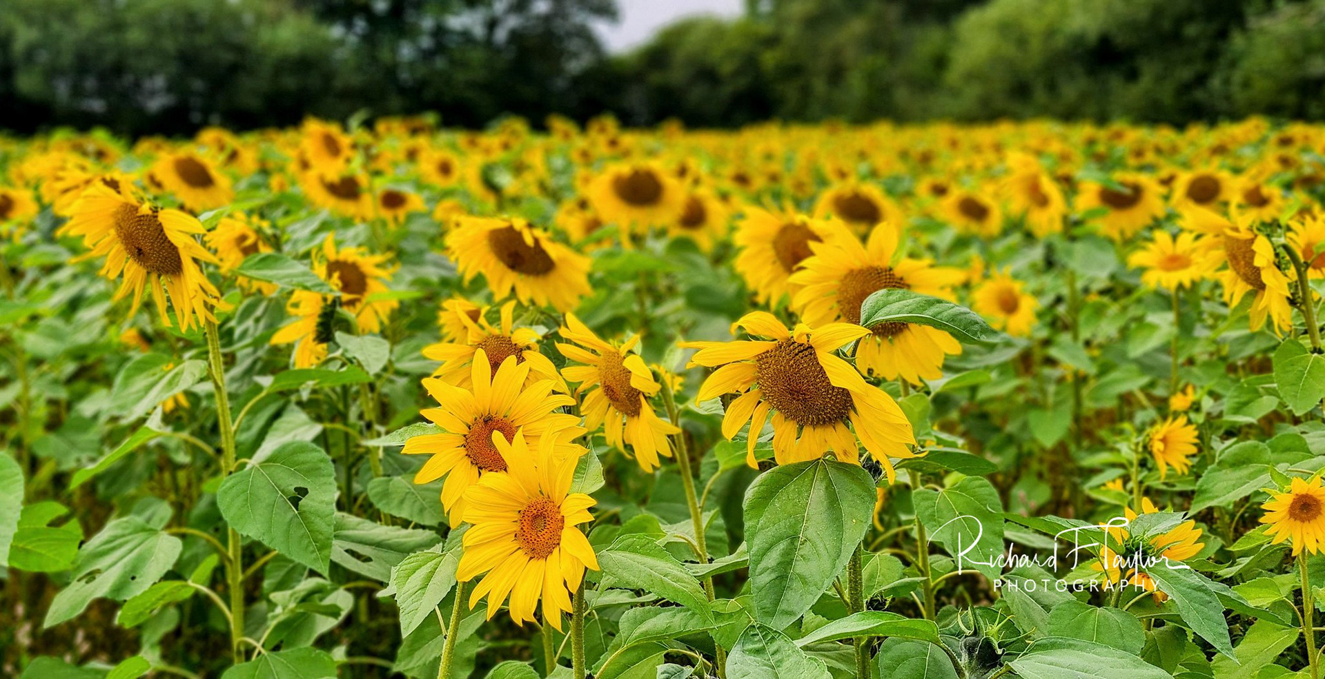 Sunflowers