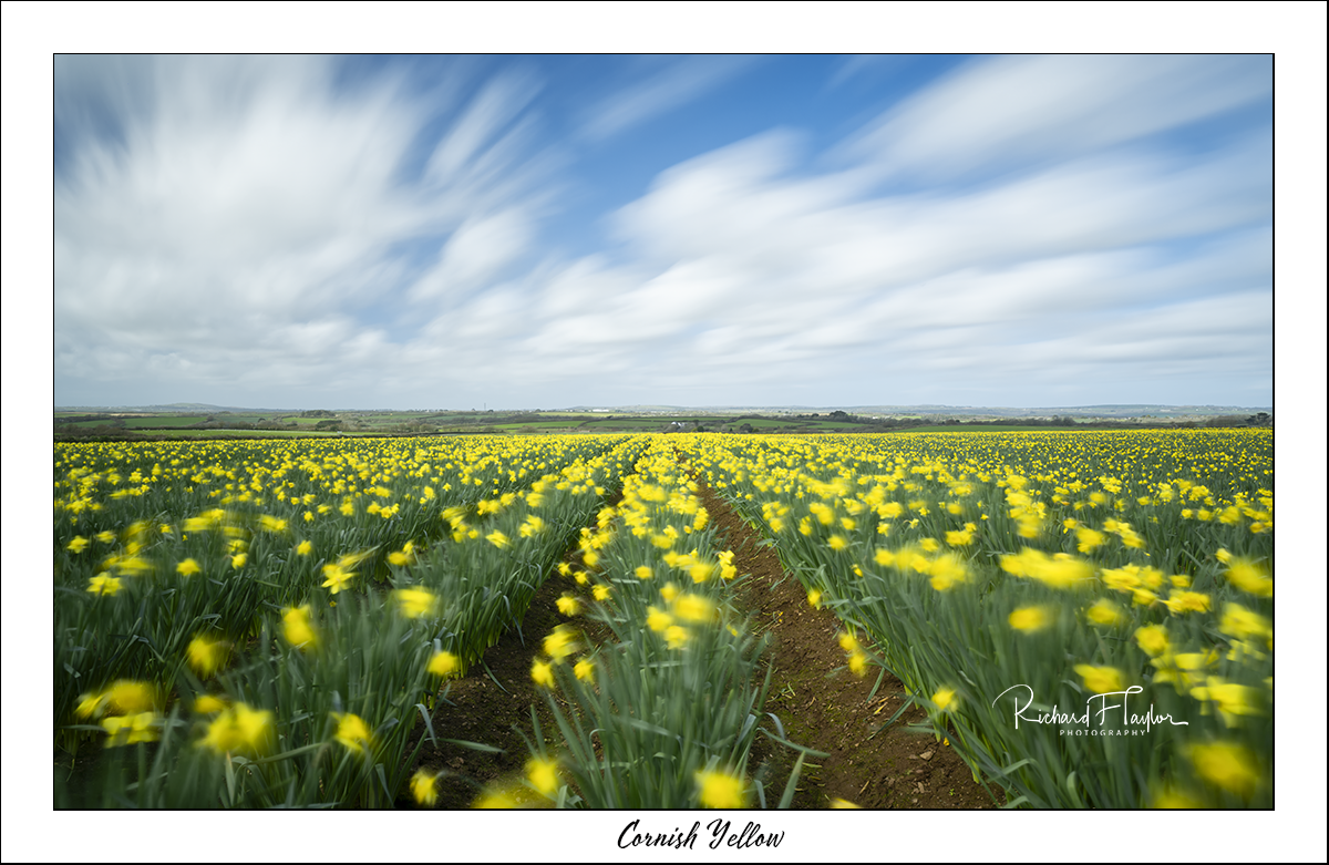 Cornish Yellow.