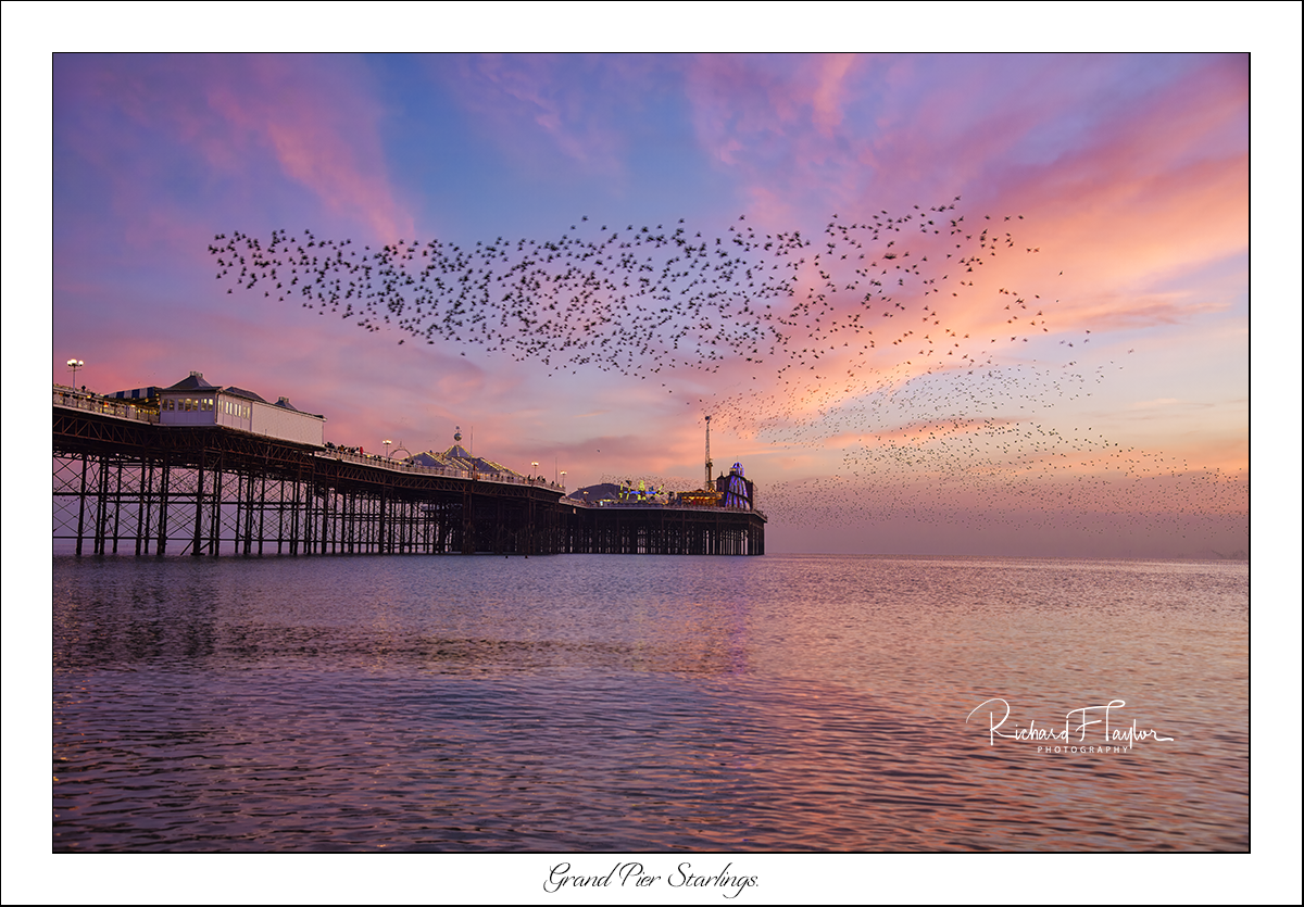 Grand Pier Starlings.