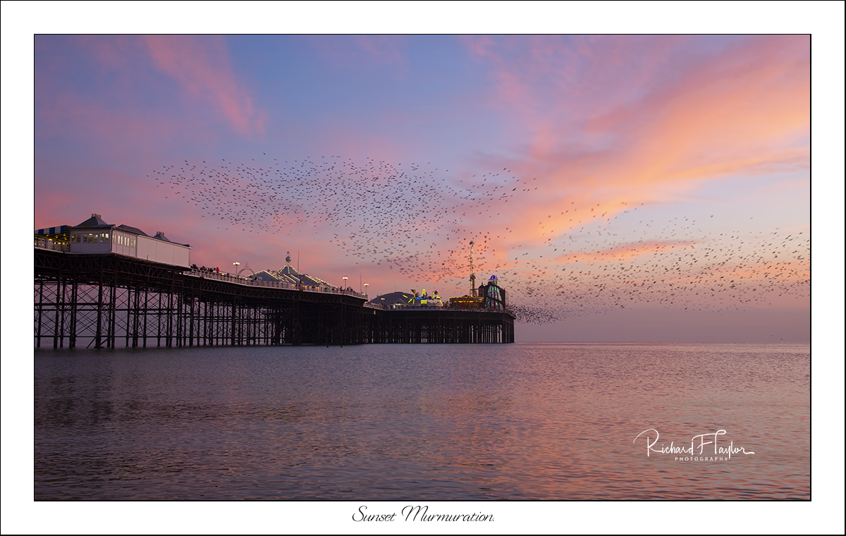 Sunset Murmuration.