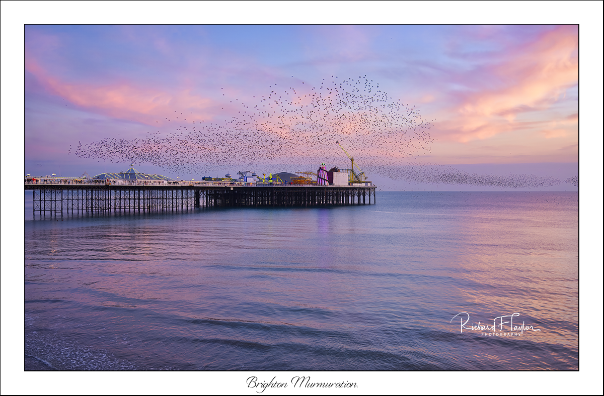 Brighton Murmuration.