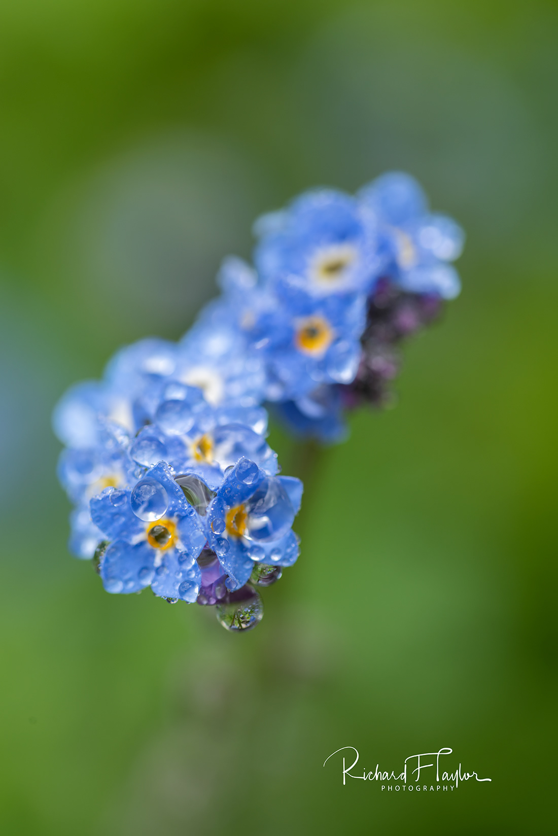 Forget-me-Nots