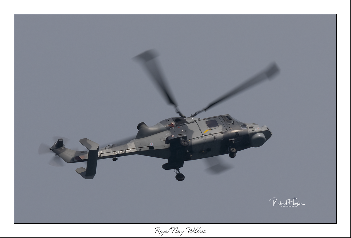 wILDCAT.