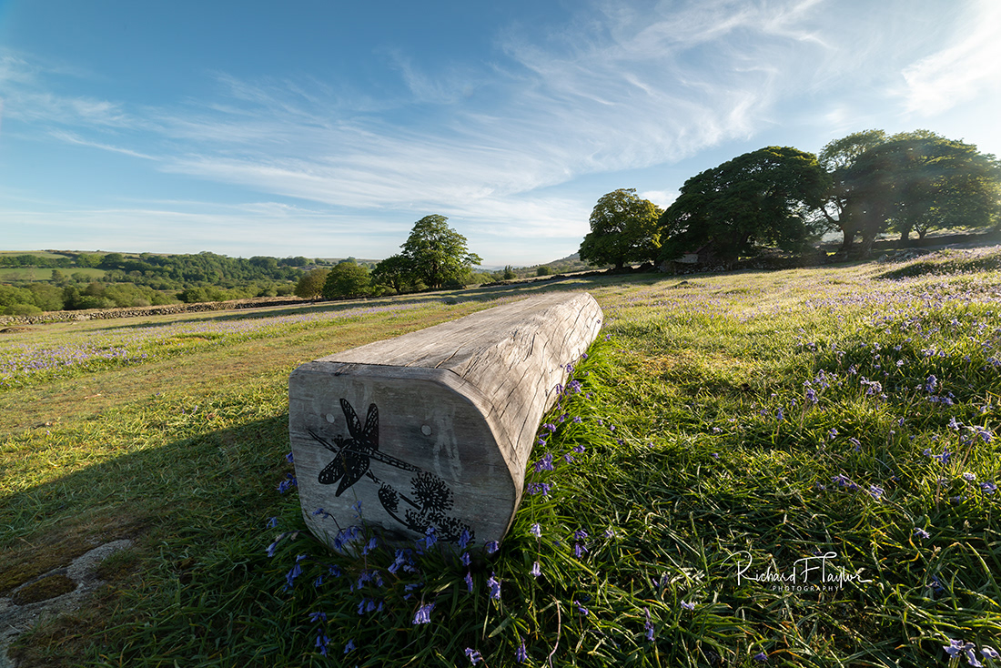 Cuckoo Bench