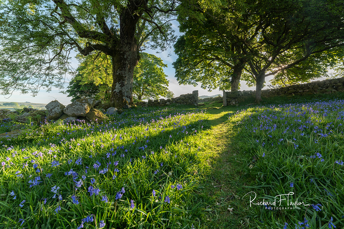 Spring Shadows