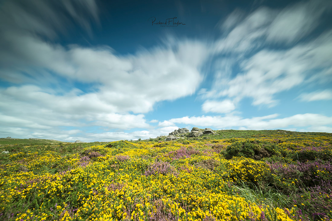 Haytor Heather