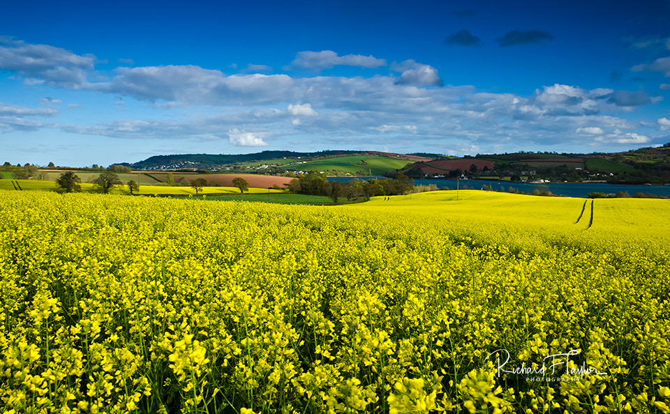 Yellow And Blue