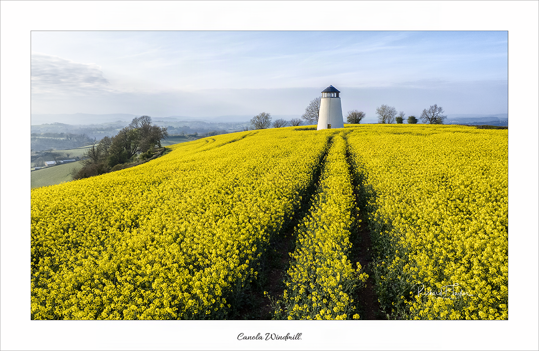 Canola Windmill.