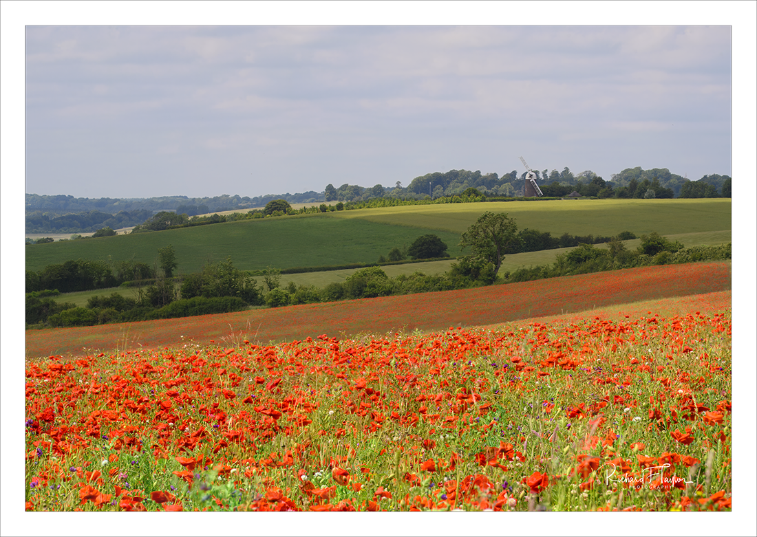 Windmill Poppy Field.