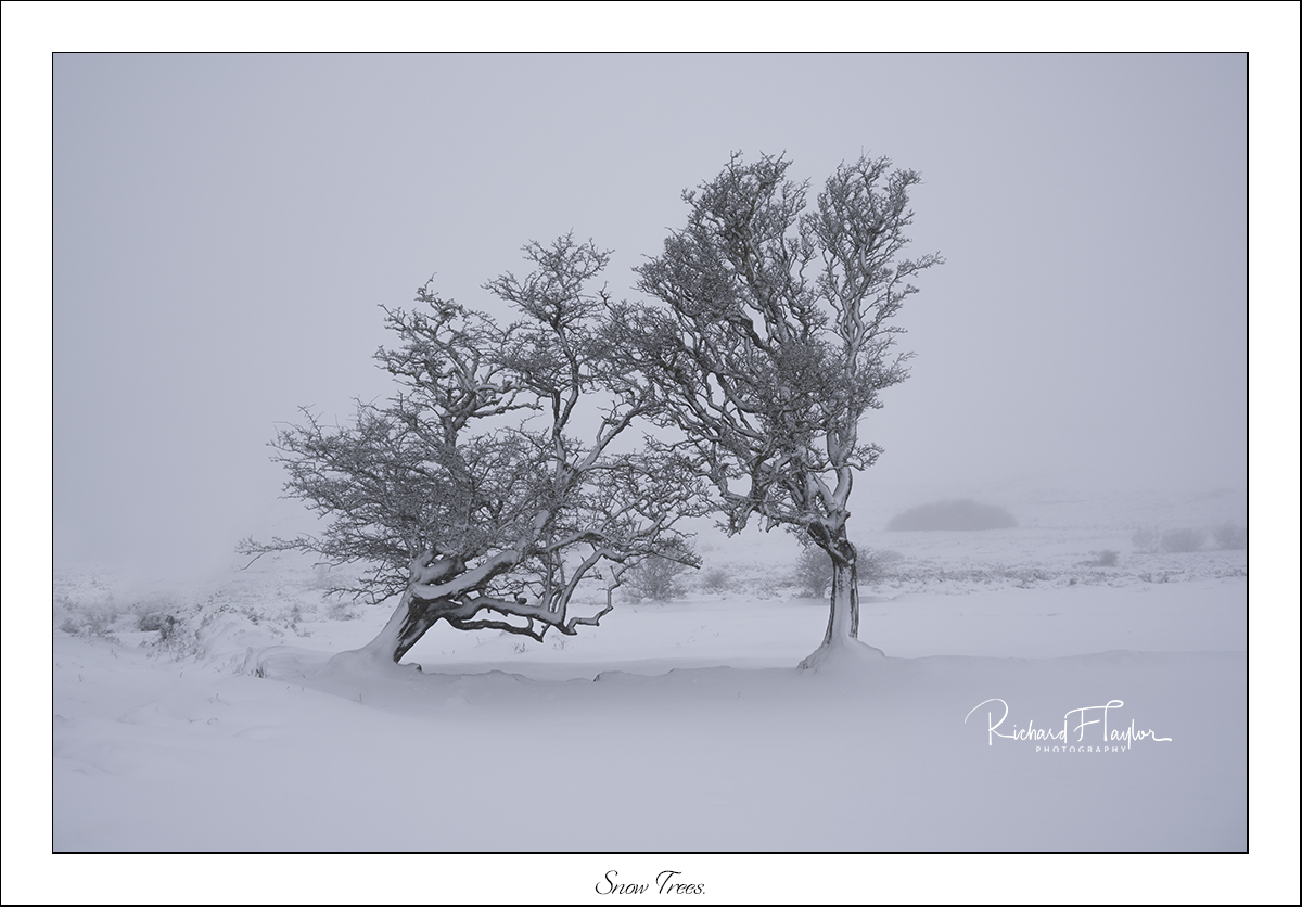 Snow Trees.