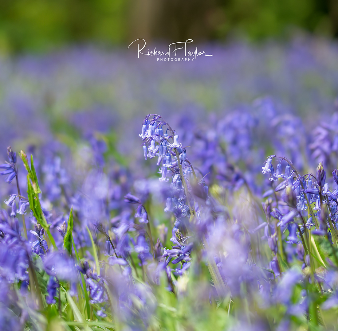Bluebells