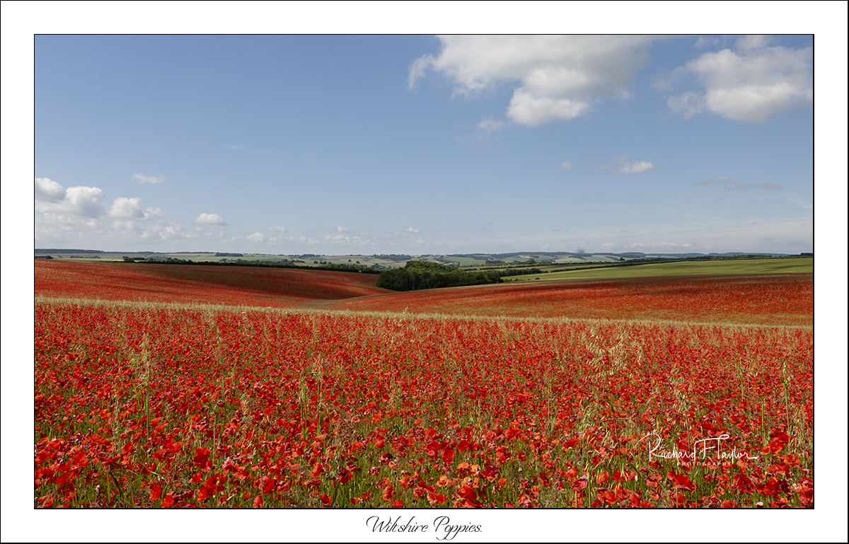 Wiltshire Poppies