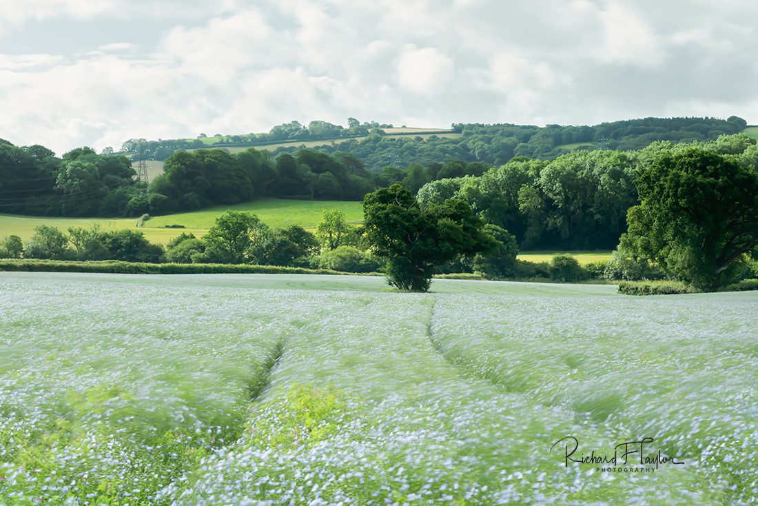 Blue Flax