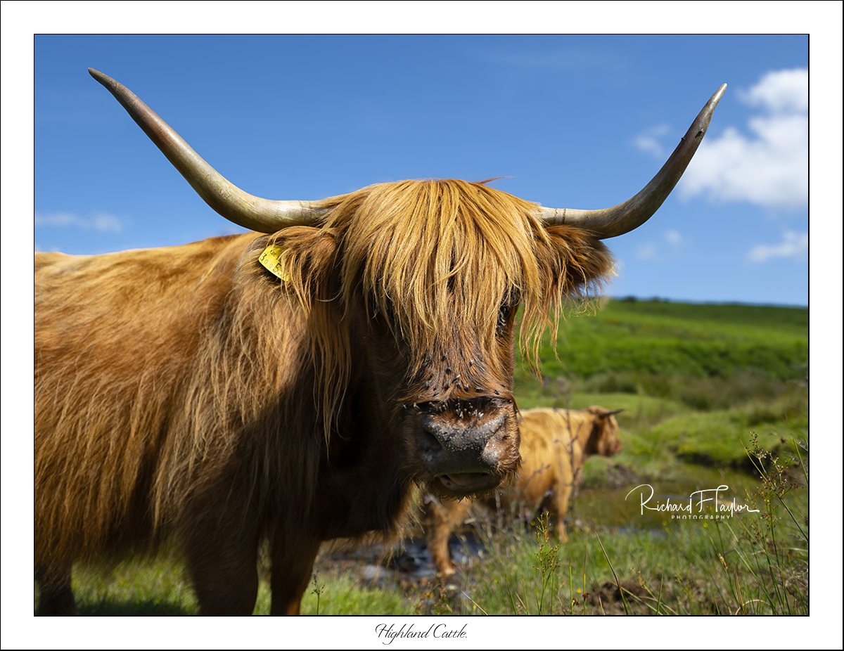 Highland Cattle.