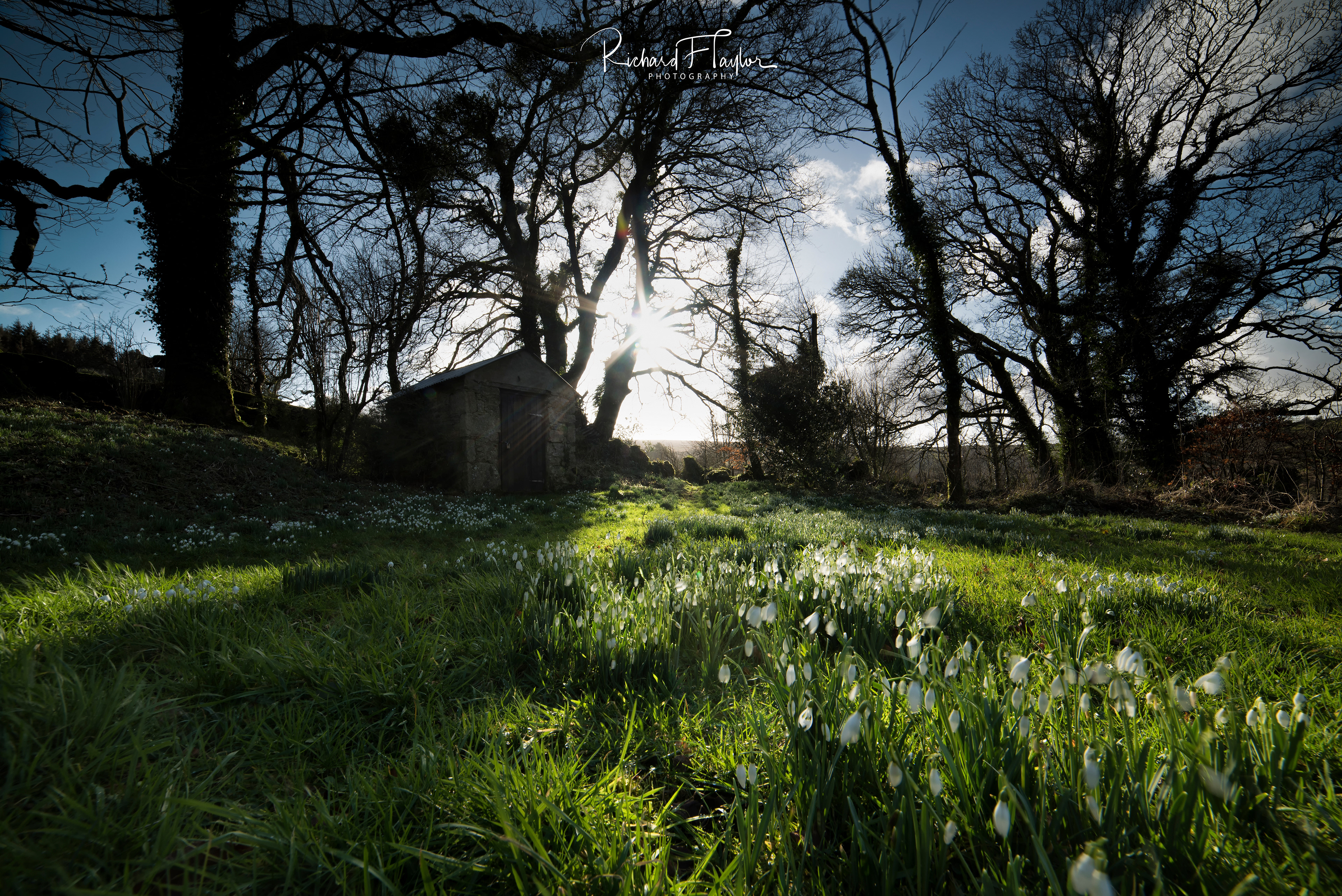 Snowdrops