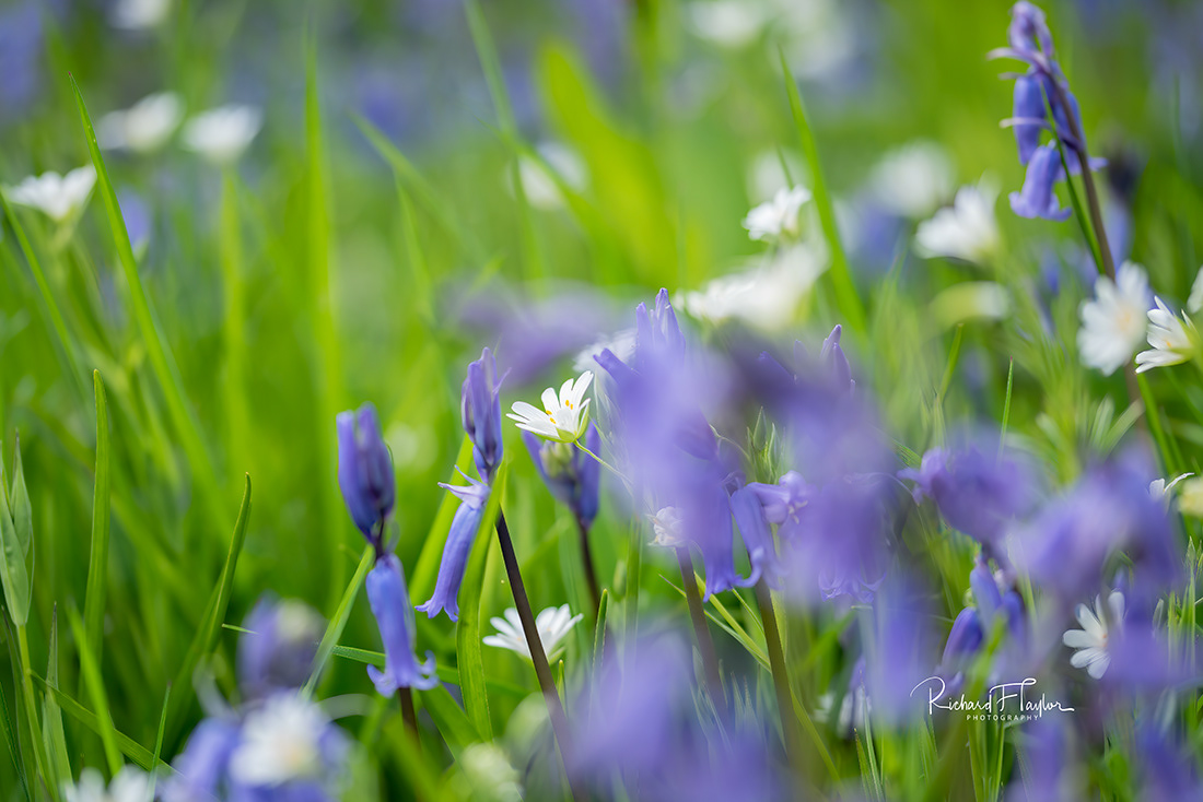 White and Blue