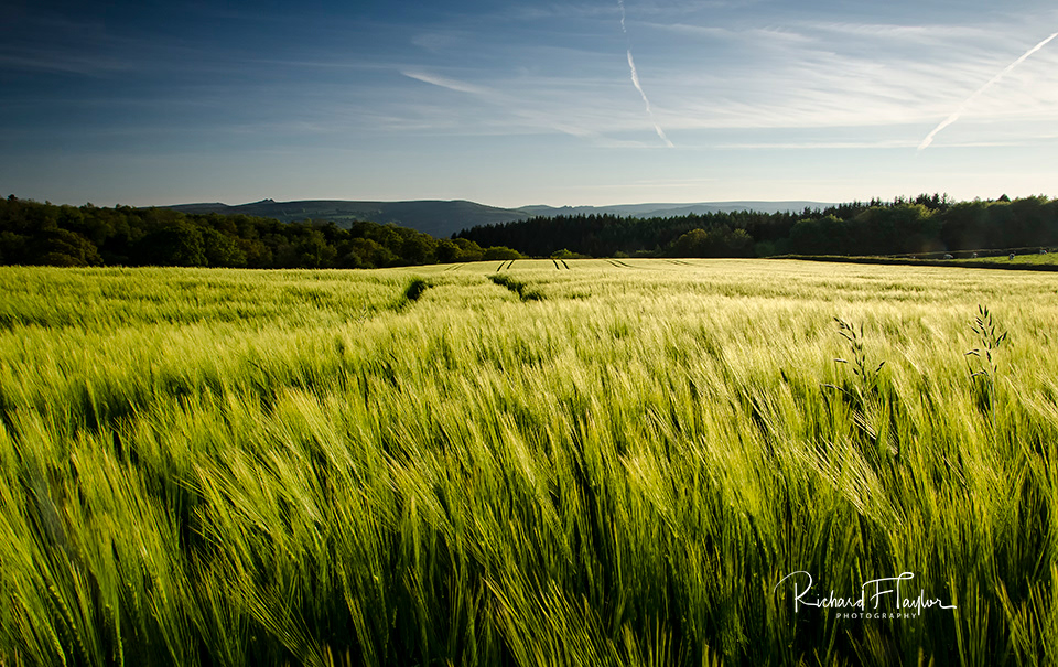 Wheat