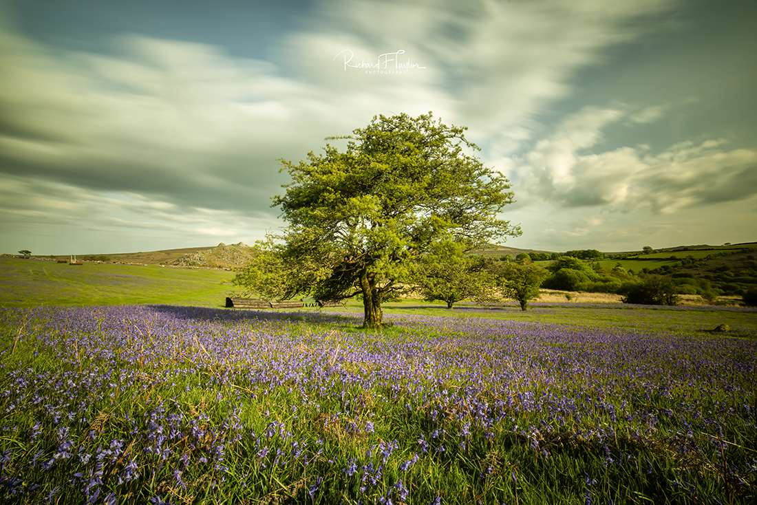 Hawthorn and Bluebells
