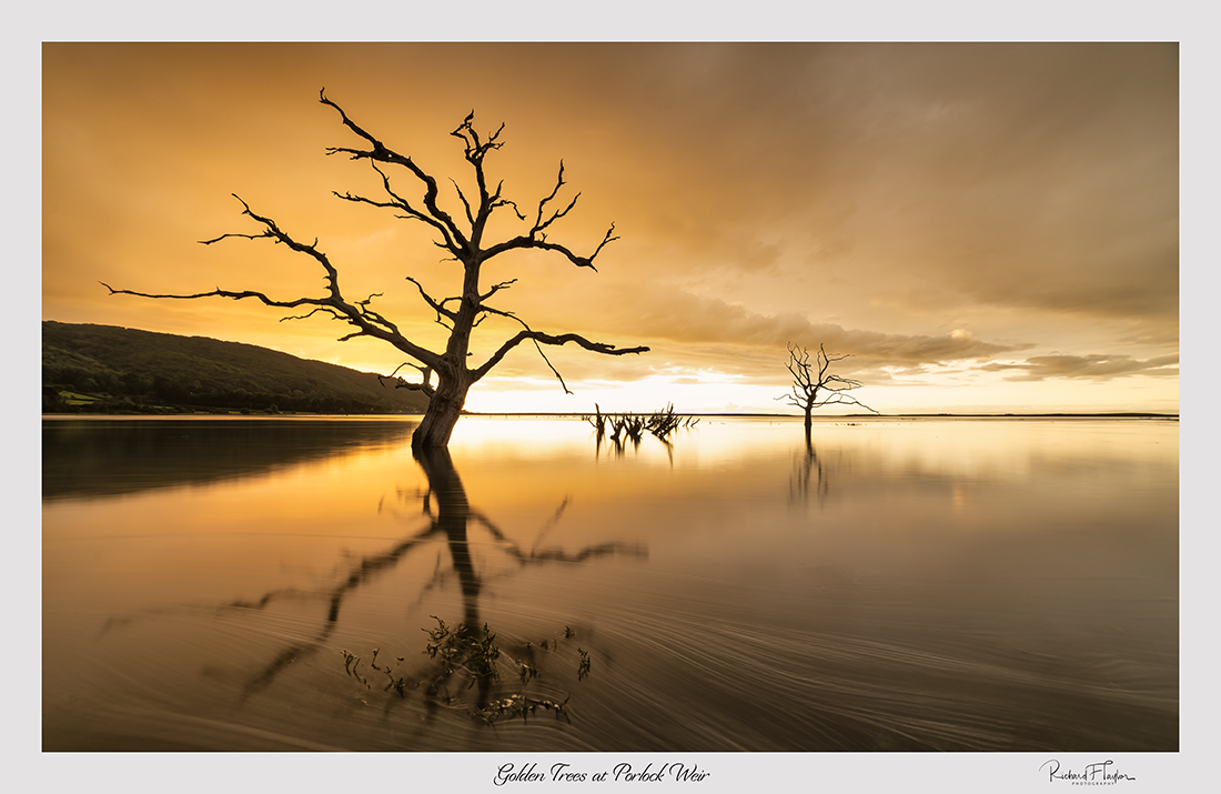 Dead Tree Sunset