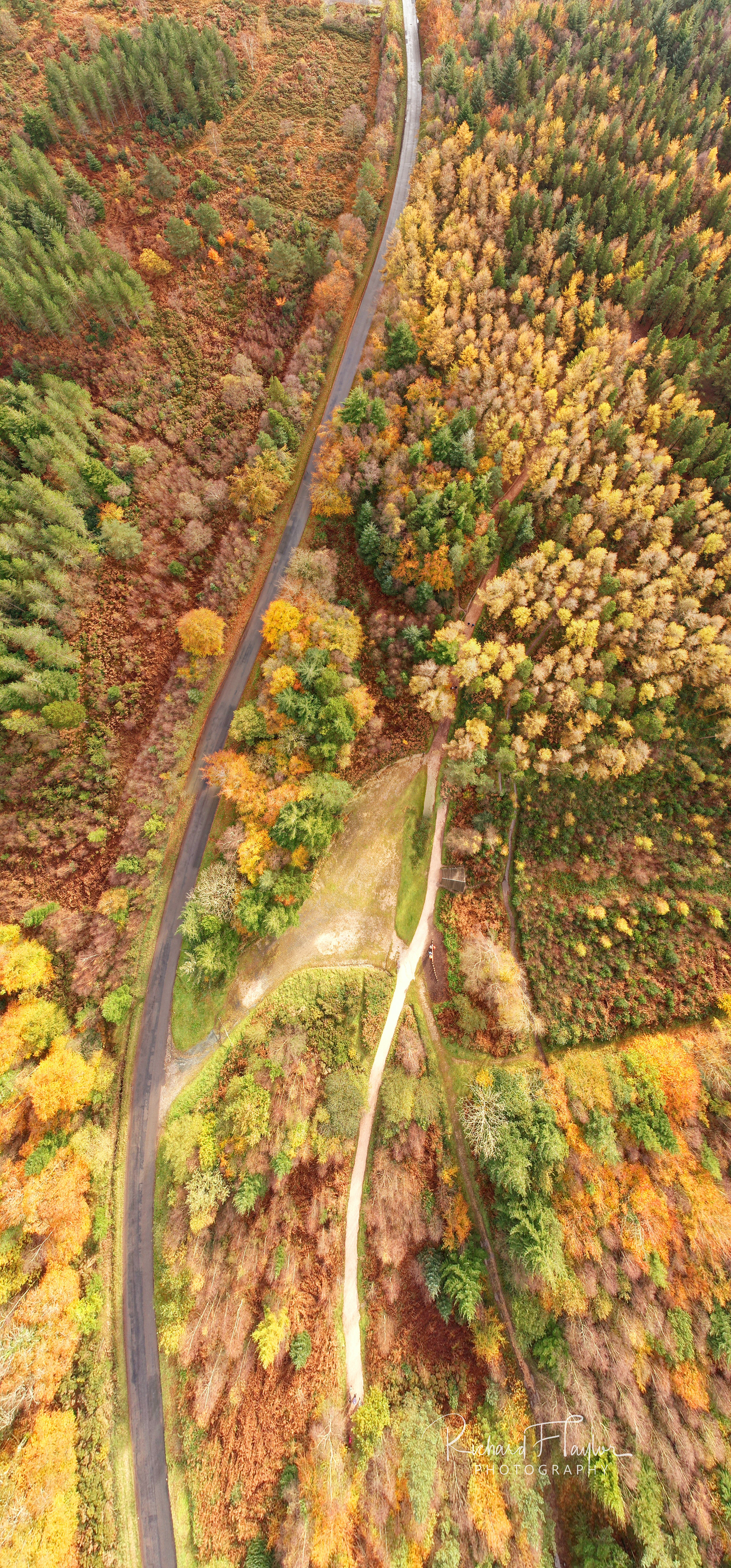Golden Haldon