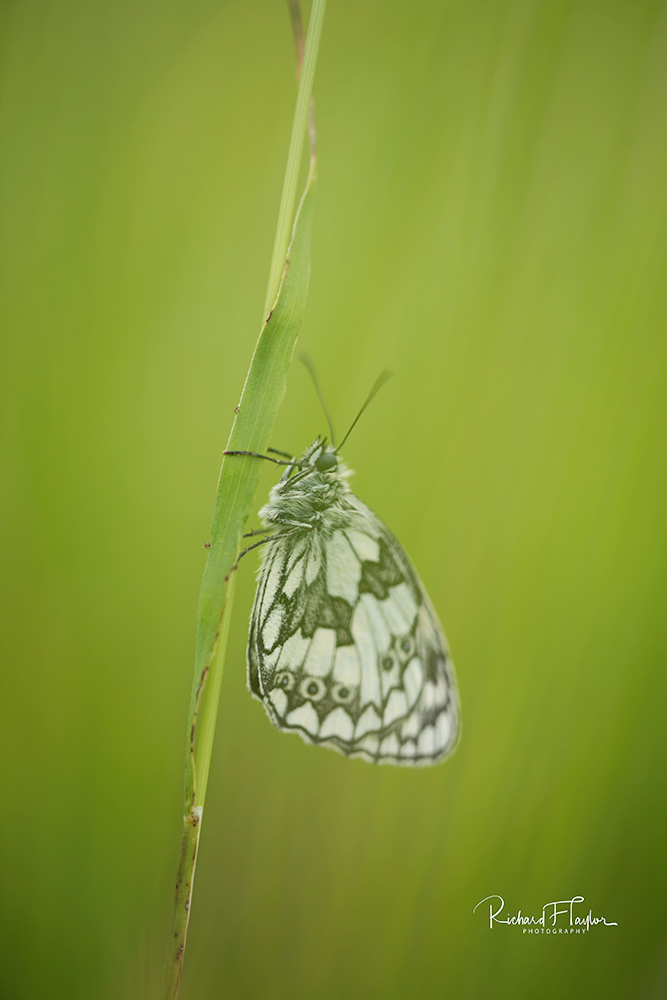 Marbled White