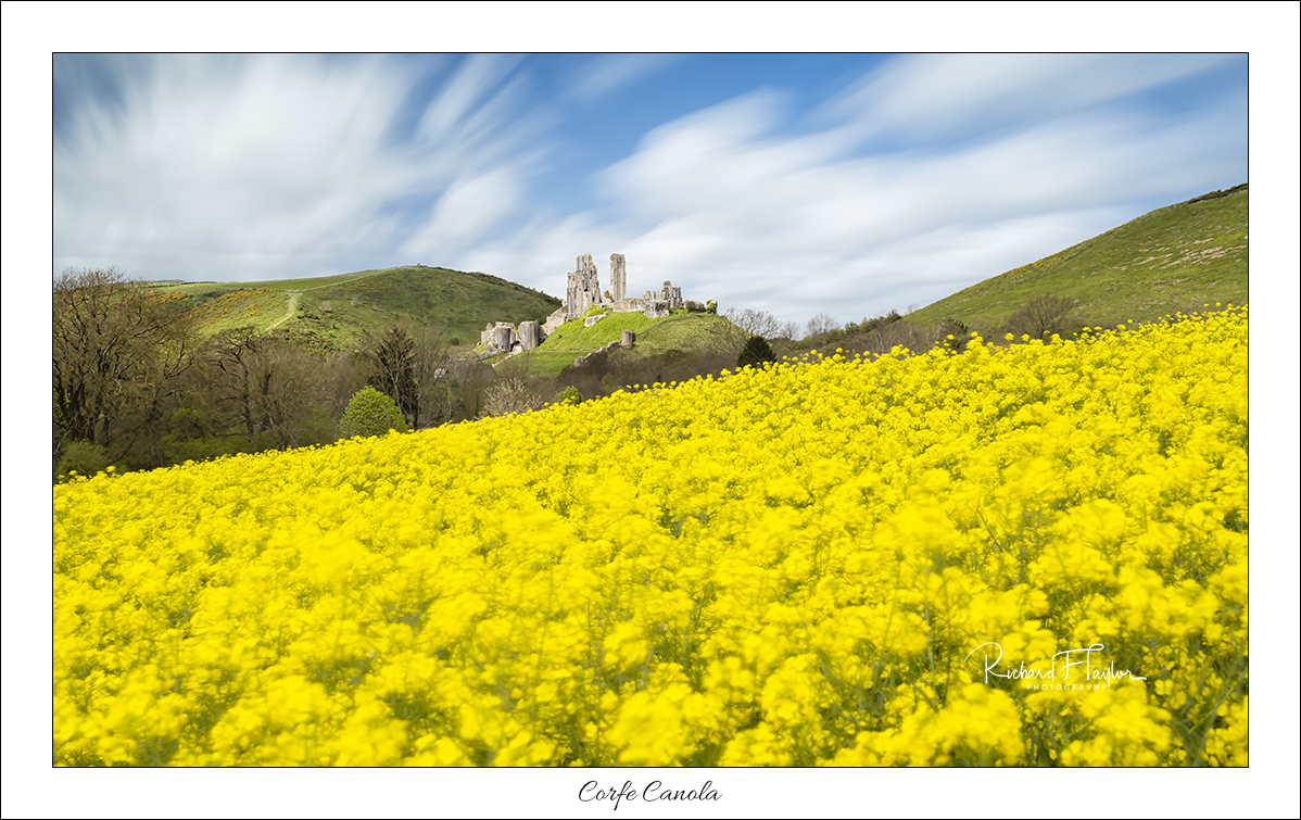 Corfe Canola.