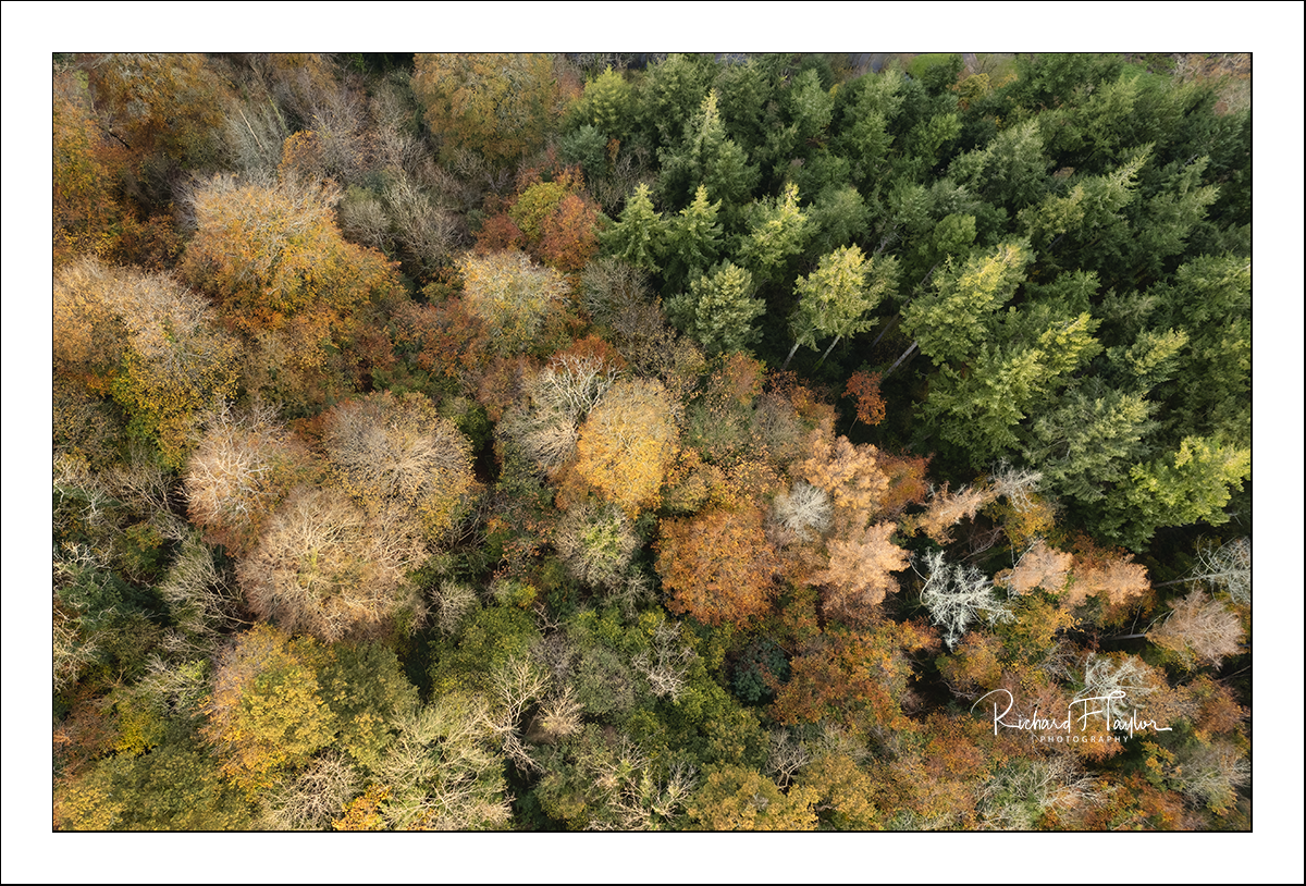Autumn Trees.