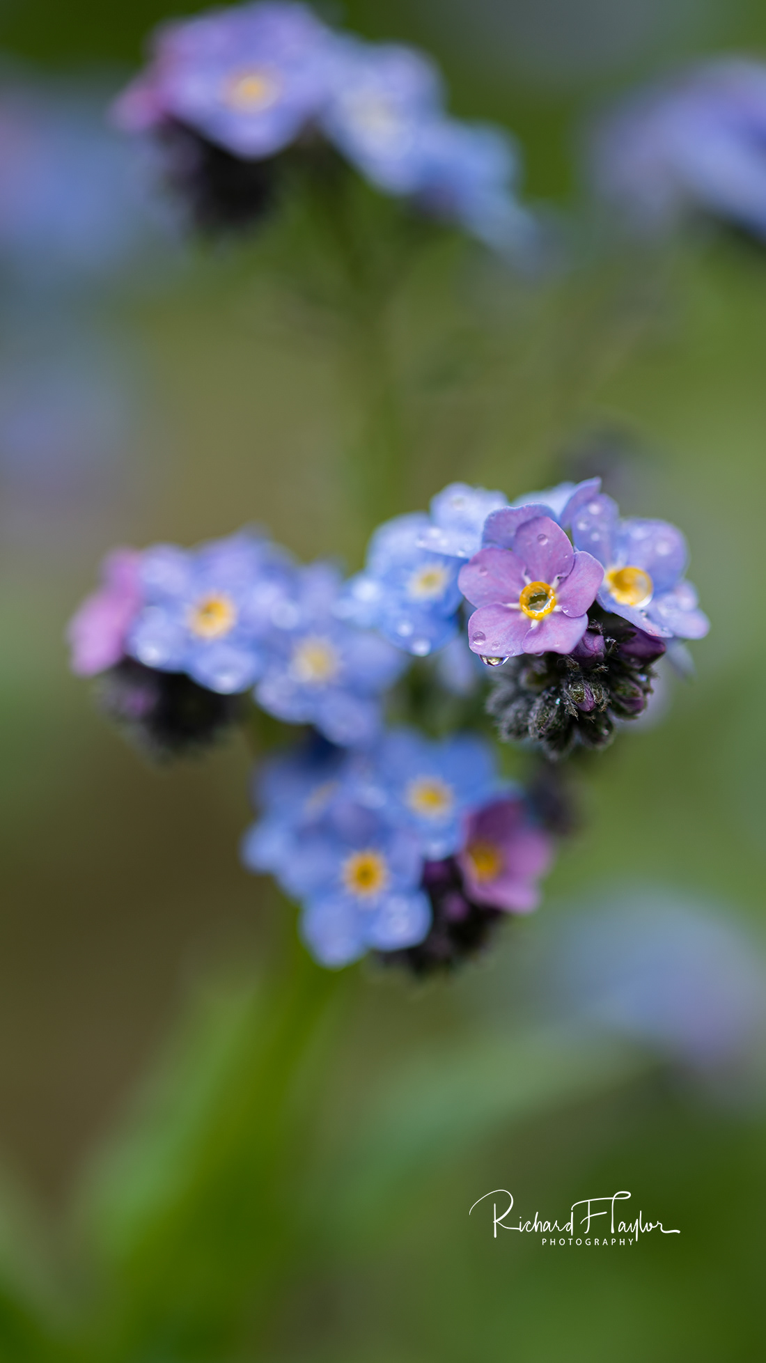 Forget-me-not