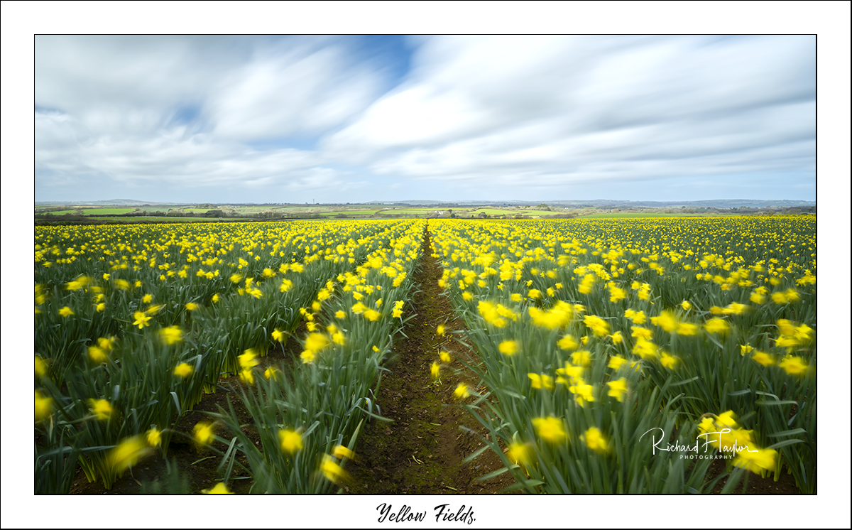 Yellow Fields.