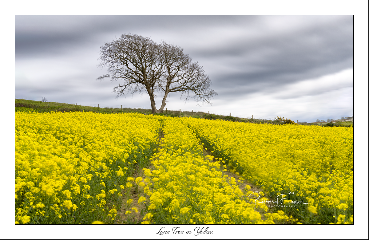 Lone tree against the yellow
