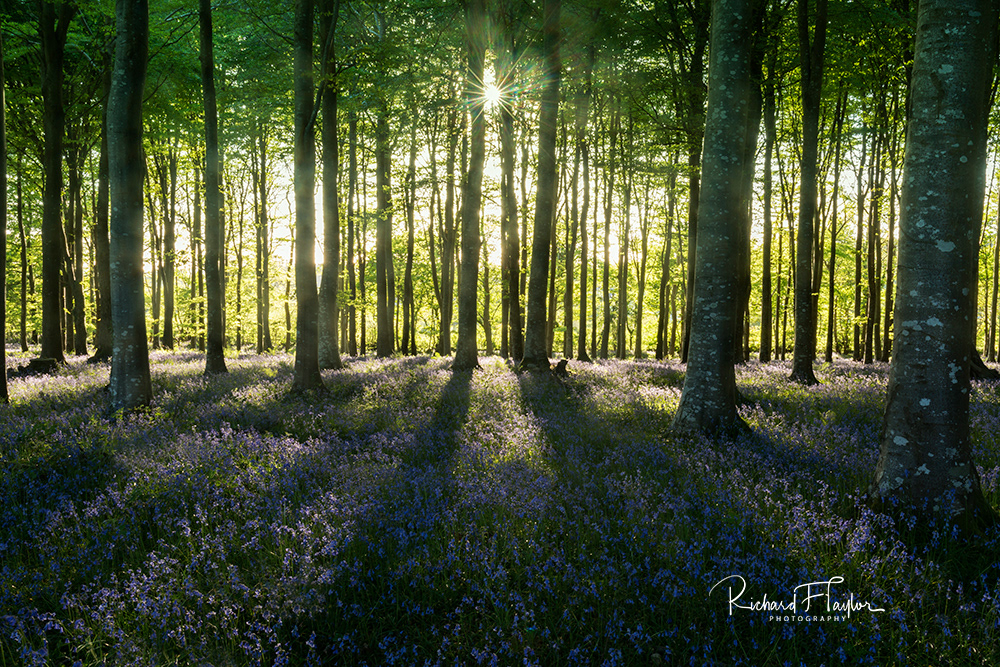 Bluebell Shadows