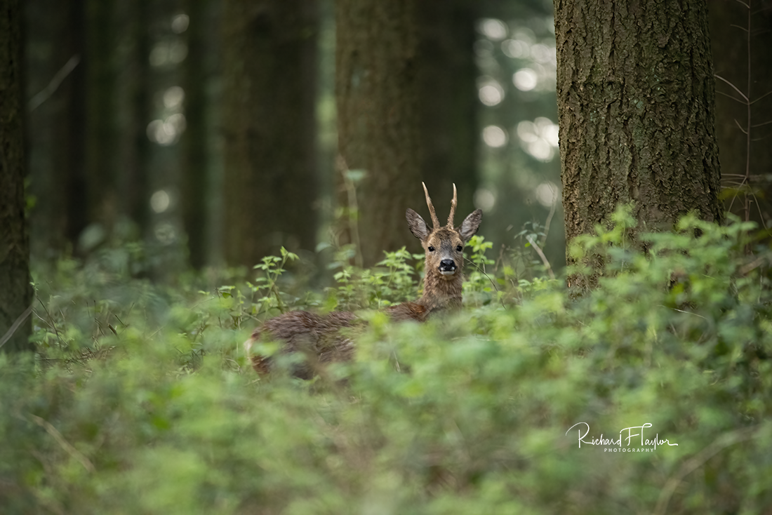 Roe Deer