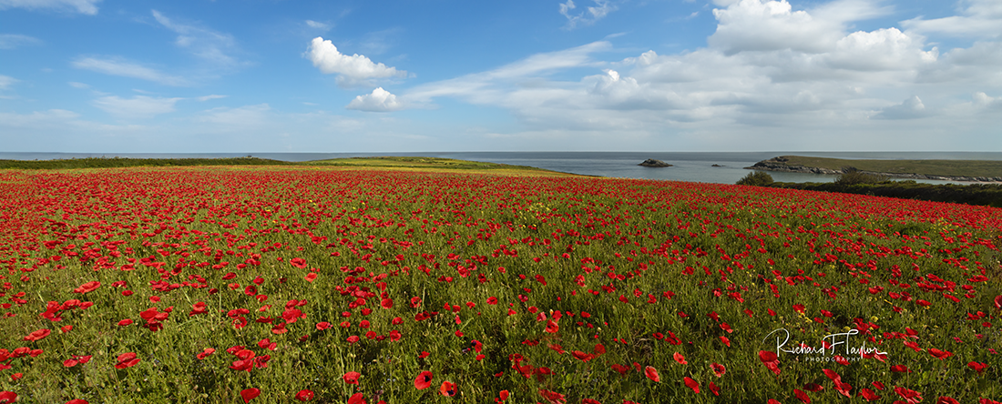 Poly Joke Poppies