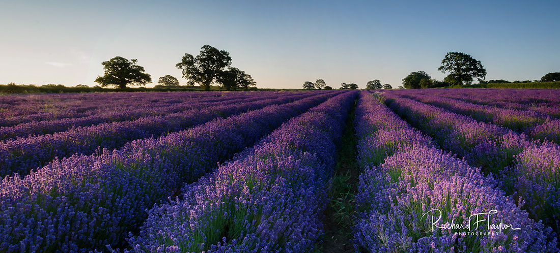 Lavender Dawn