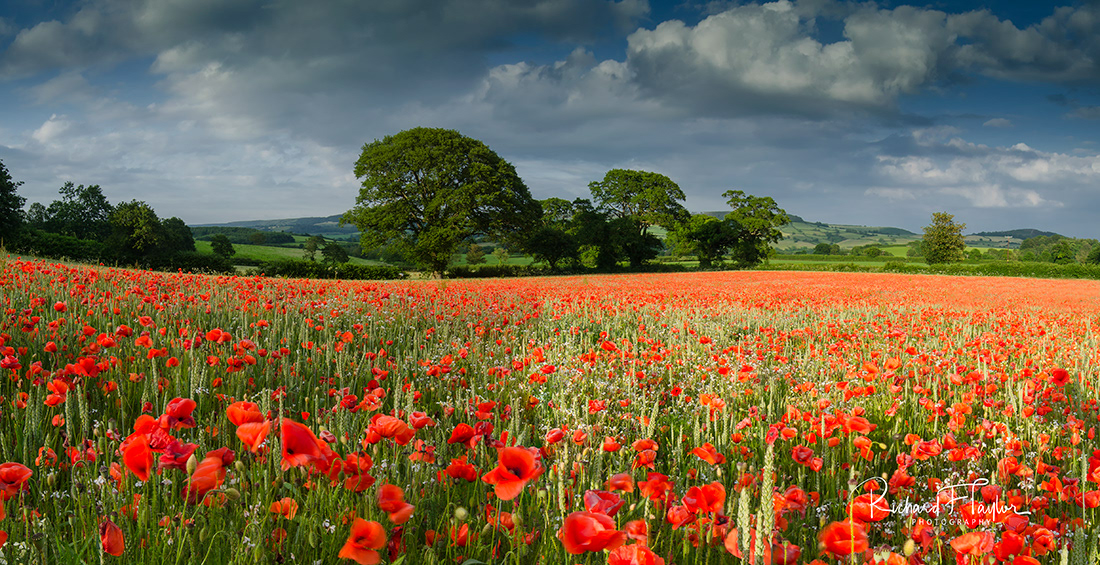 Summer Poppies