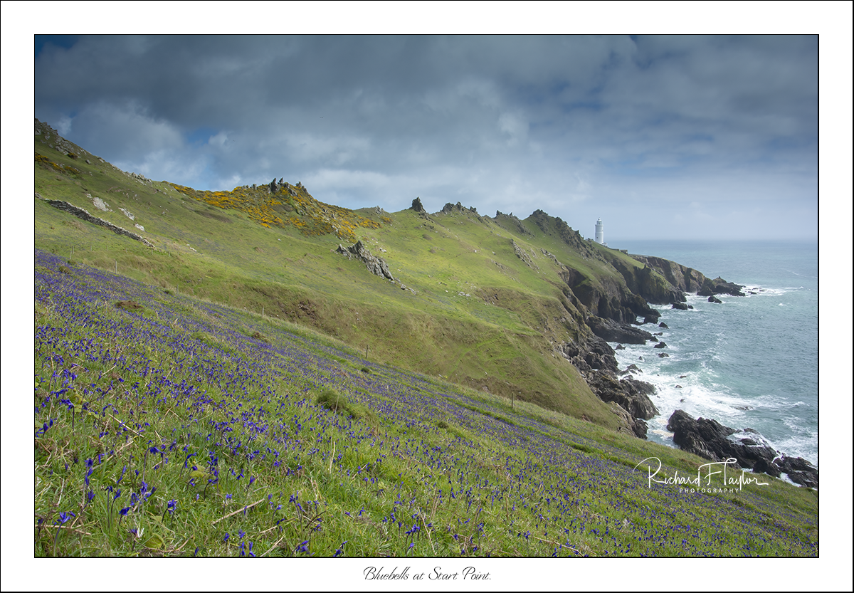 Bluebells at Start Point.