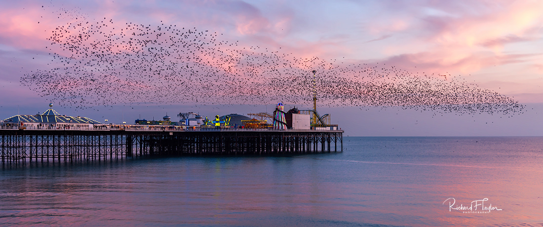 Starlings