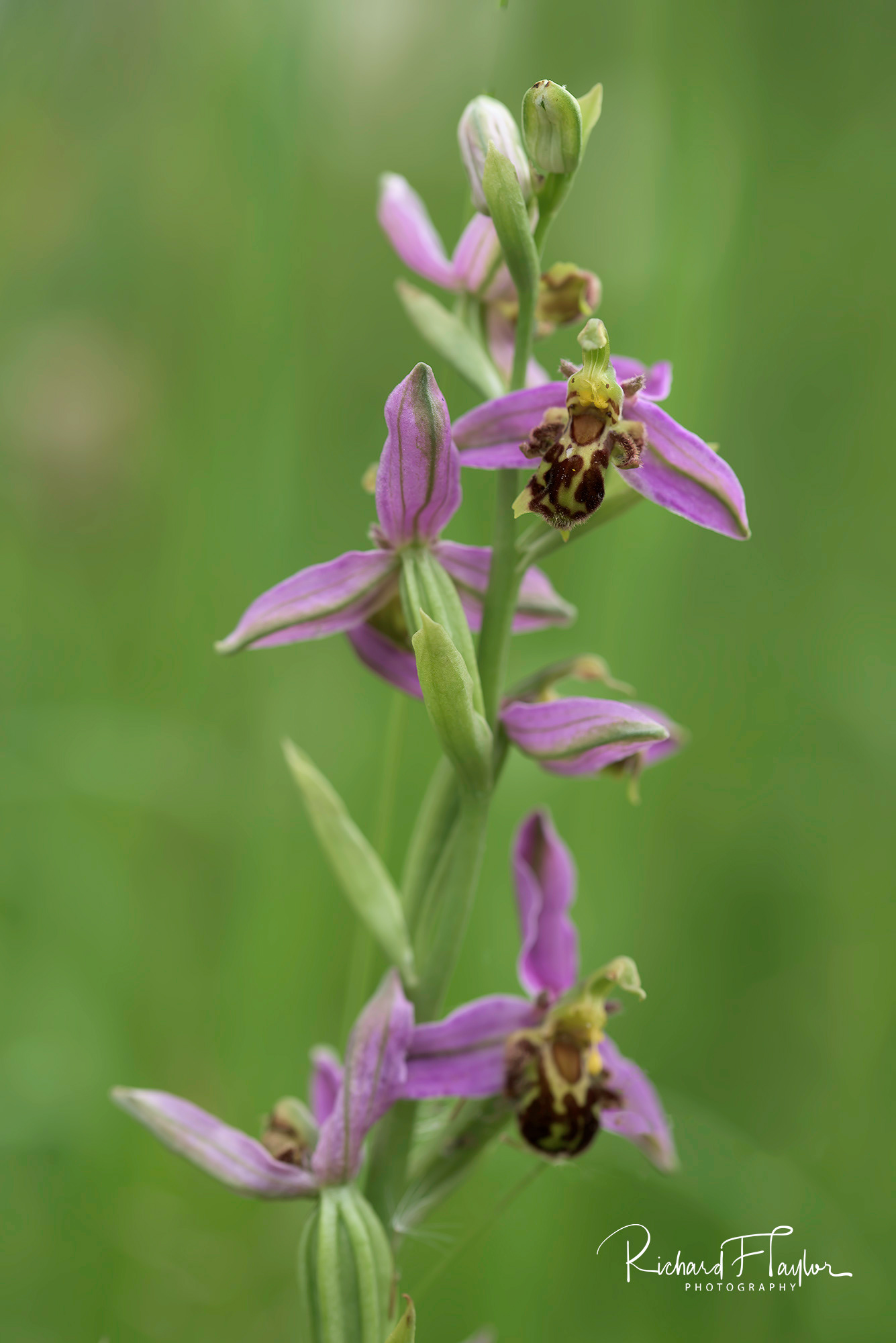Bee Orchid