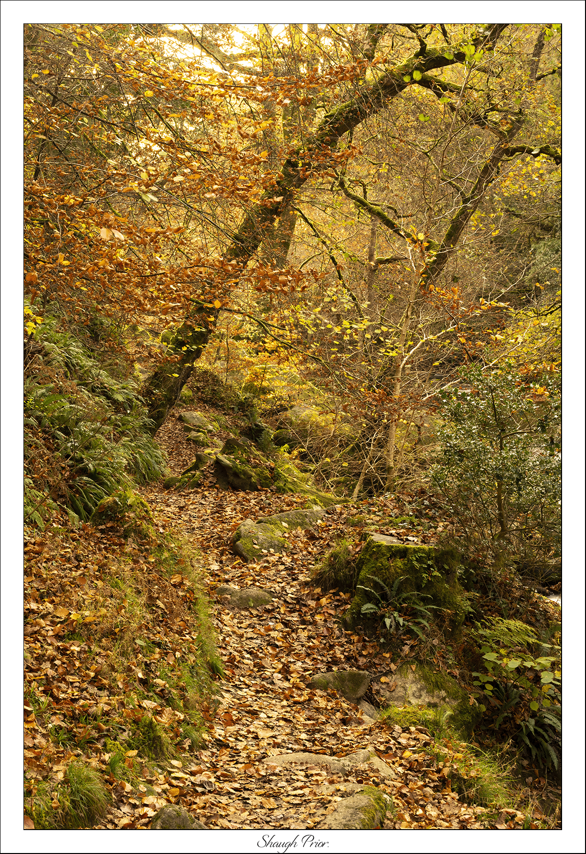 Shaugh Prior.