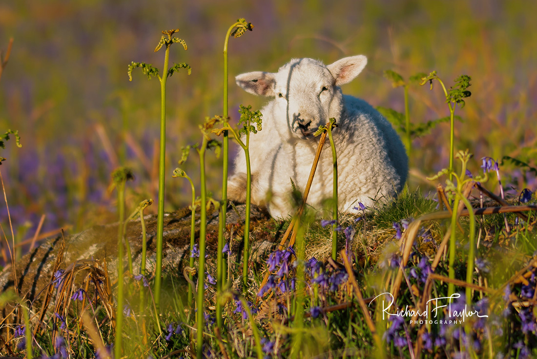 Spring Lamb