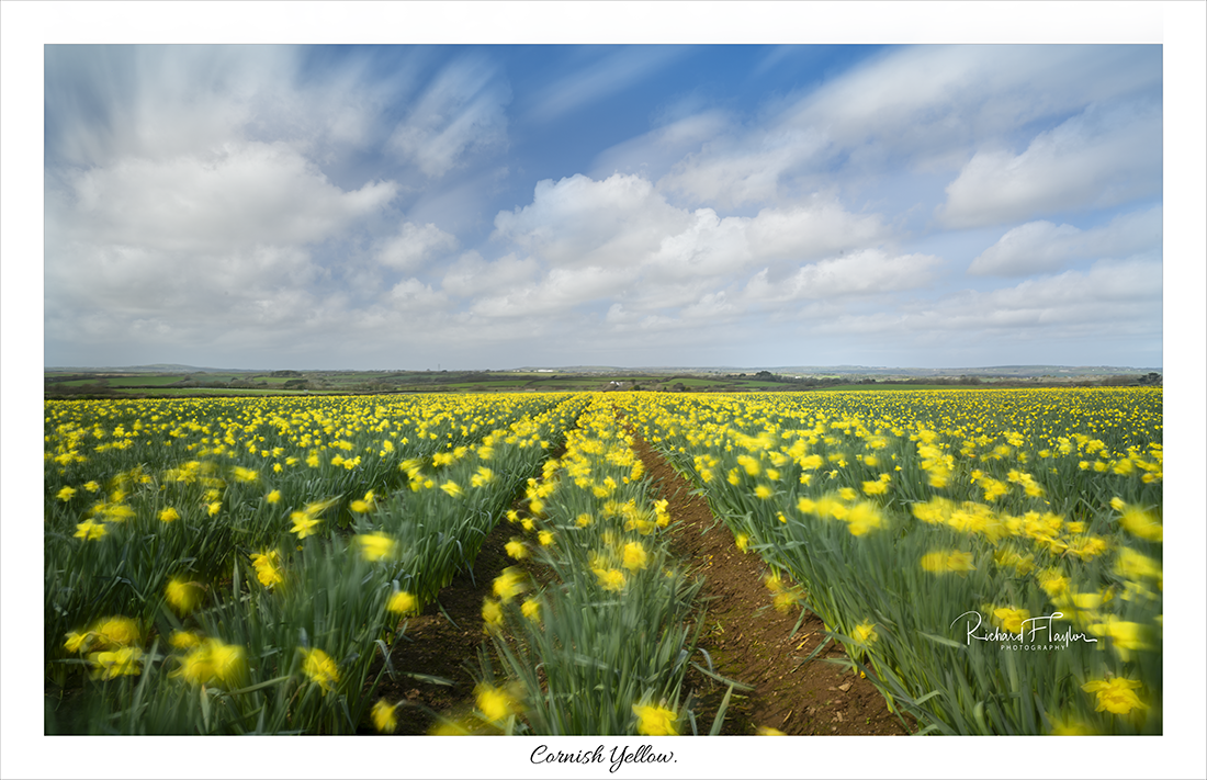 Cornish Yellow.