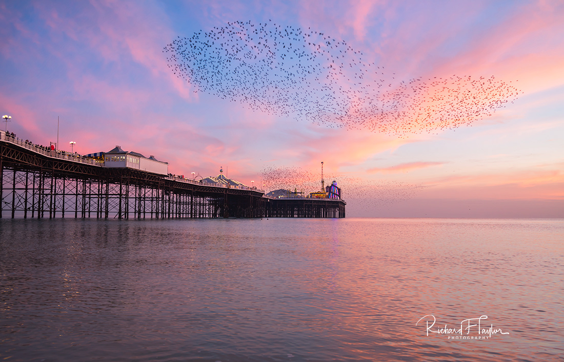 Murmuration 