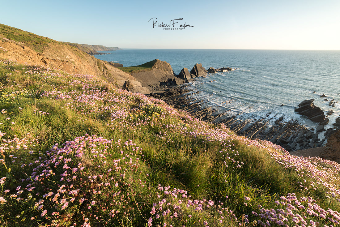 Hartland Pink