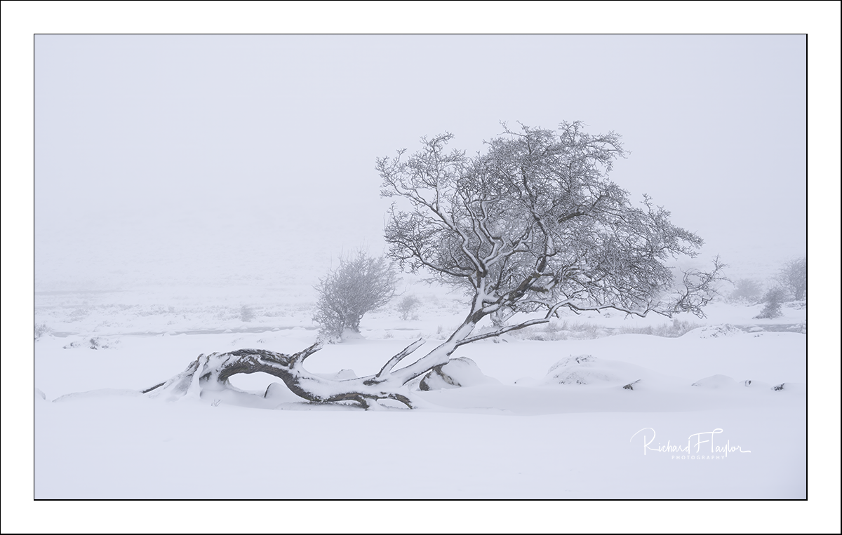 Fallen Tree.