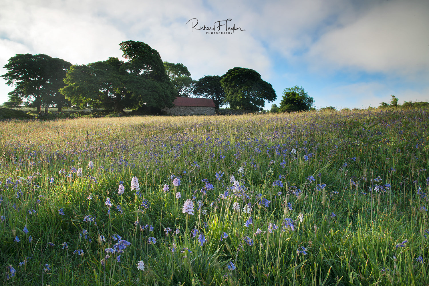 Emsworthy Orchids
