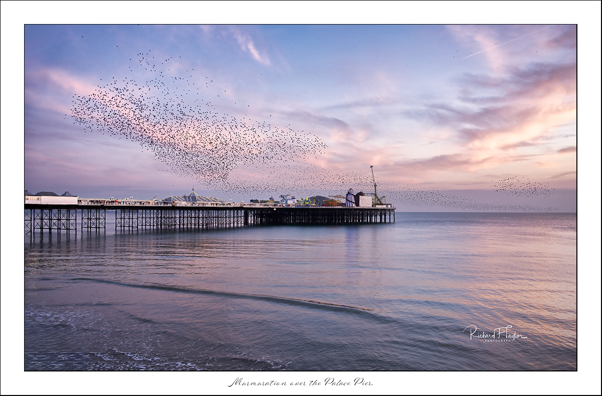 Murmuration over the Palace Pier.