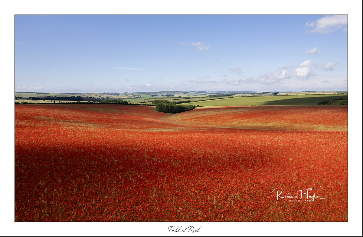 Poppy fields of Wiltshire.