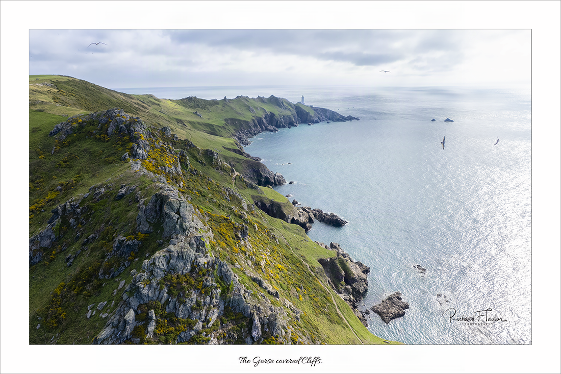 The Gorse Covered Cliffs.
