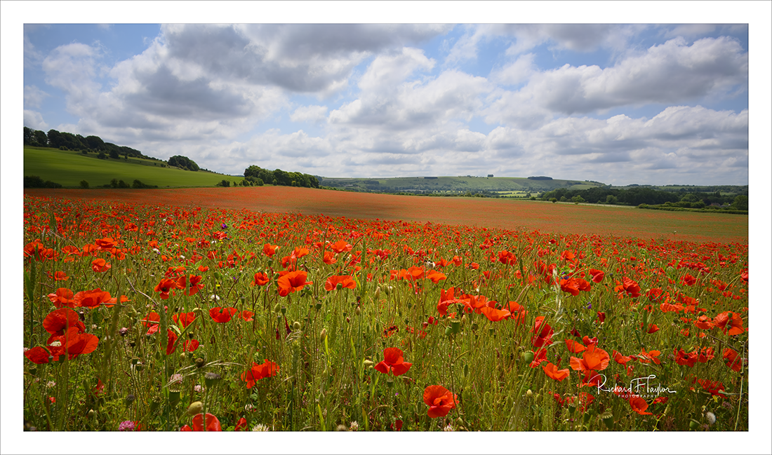 Wilton Poppies.